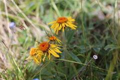 Tephroseris lindstroemii