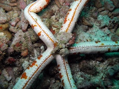 Leiaster glaber