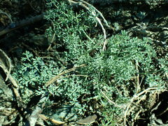 Lomatium cuspidatum