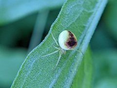 Araneus alboventris