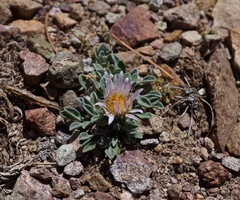 Townsendia scapigera