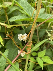 Cuscuta rostrata