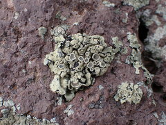 Protoparmeliopsis peltata