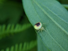 Araneus alboventris