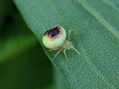 Araneus alboventris