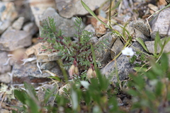 Oxytropis scammaniana