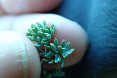 Lomatium cuspidatum