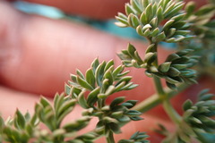Lomatium cuspidatum