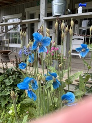 Meconopsis