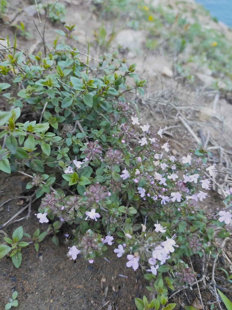 Thymus semiglaber; photograph Viola Alekseeva, CC0, iNaturalist via GBIF