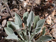 Physaria floribunda