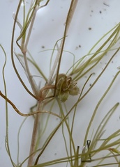 Potamogeton vaseyi