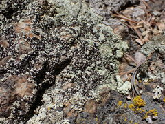 Lecanora argopholis