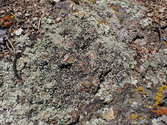 Lecanora argopholis