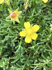 Potentilla biflora