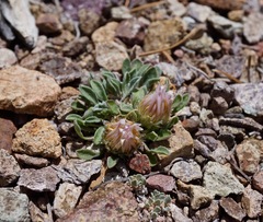 Townsendia scapigera