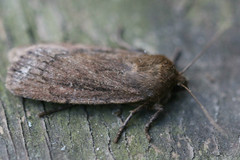 Ufeus plicatus