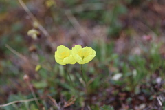 Papaver macounii discolor