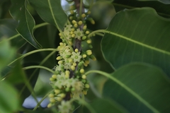 Sideroxylon foetidissimum