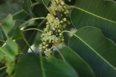 Sideroxylon foetidissimum