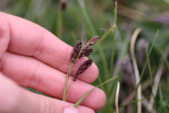 Carex microchaeta