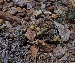 Physaria kingii kingii