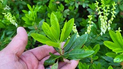 Leucothoe davisiae