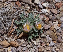 Townsendia scapigera