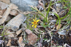 Packera cymbalaria