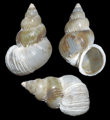 Epitoniidae