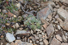 Potentilla subvahliana