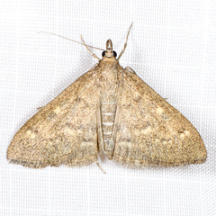 Mecyna mustelinalis