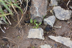 Cardamine purpurea