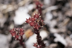 Sedum atratum