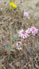 Silene scouleri