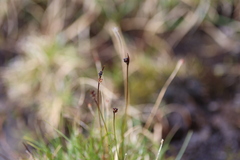 Juncus biglumis