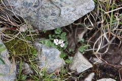 Cardamine purpurea