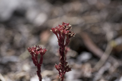Sedum atratum