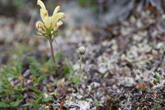 Antennaria monocephala