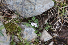 Cardamine purpurea