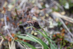 Carex microchaeta