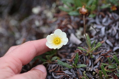 Dryas alaskensis