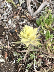 Castilleja hyperborea