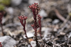 Sedum atratum