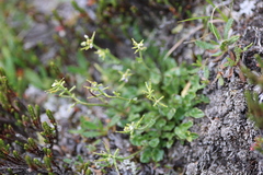 Cardamine purpurea