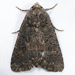 Aseptis fumosa