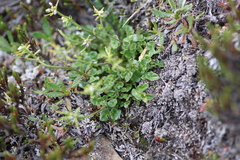 Cardamine purpurea