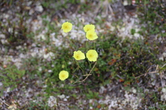 Papaver macounii discolor