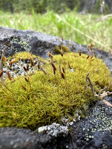 mountain pincushion