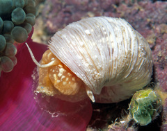 Epitoniidae